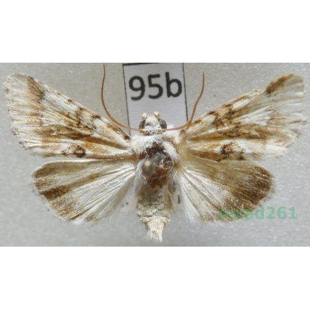 Eremobia ochroleuca (Denis & Schiffermüller, 1775) Czech95b